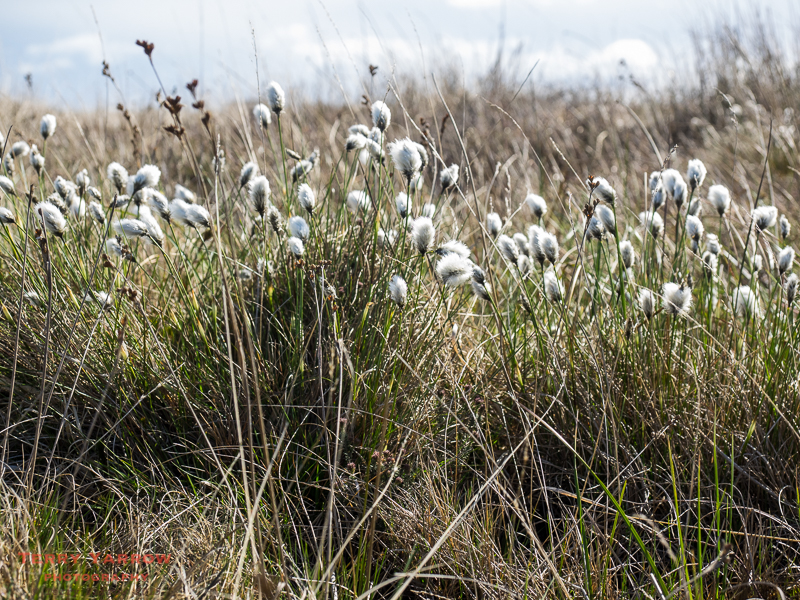 Cotton Grass and bogs!