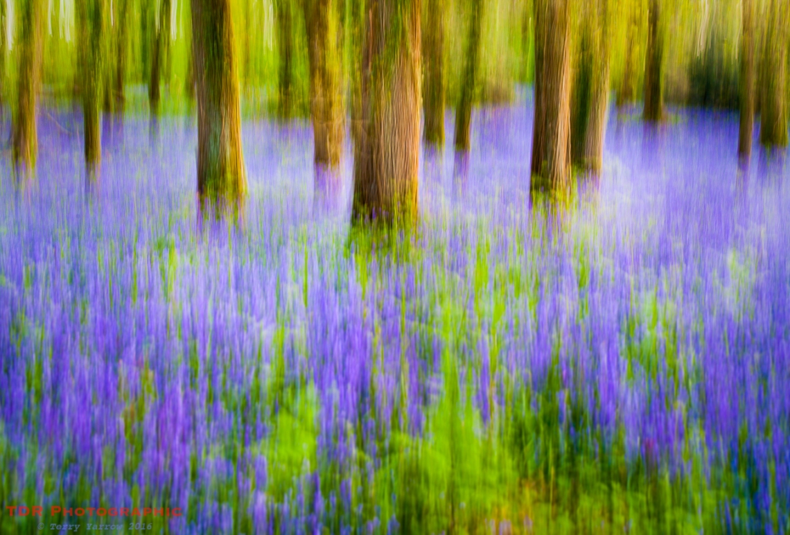 Impression - Bluebell Woods